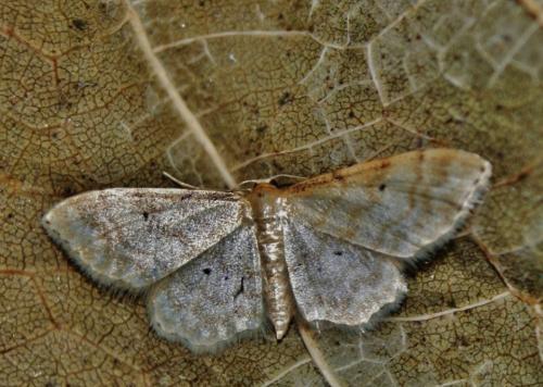 Idaea fuscovenosa